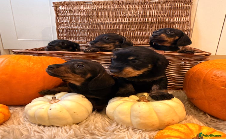 Dachshund dogs - Advert 1