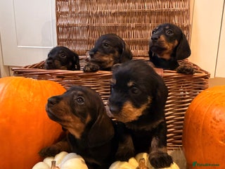 Dachshund dogs - Advert 20