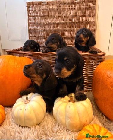Dachshund dogs - Advert 1