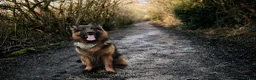 German Shepherd dogs for stud: Long haired german shepherd for stud - Advert 2