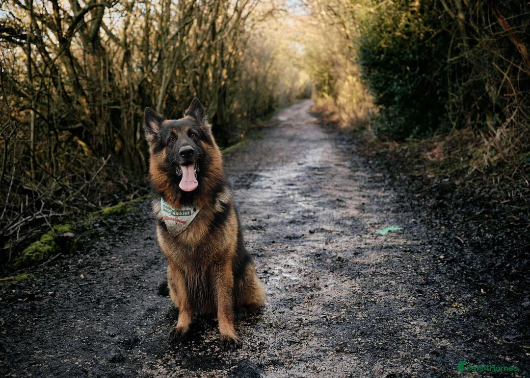German Shepherd dogs for stud: Long haired german shepherd for stud - Advert 2