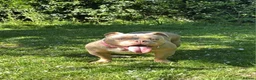 American Bully dogs for sale: American Bully Girl Looking For Loving Home - Advert 2