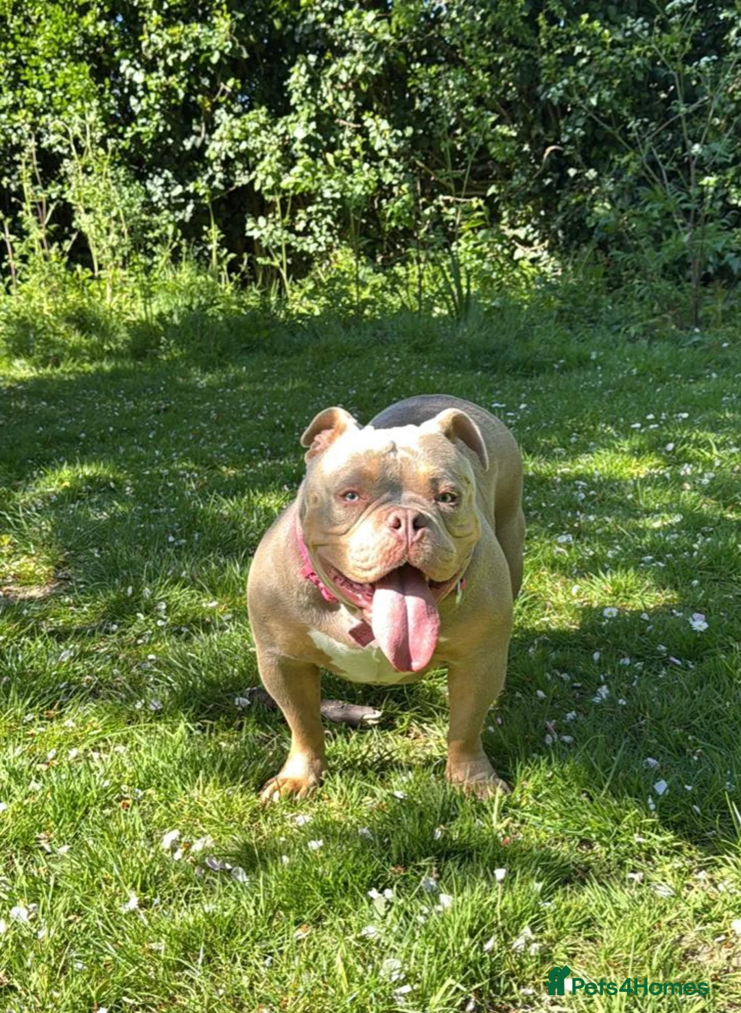 American Bully dogs for sale: American Bully Girl Looking For Loving Home - Advert 2