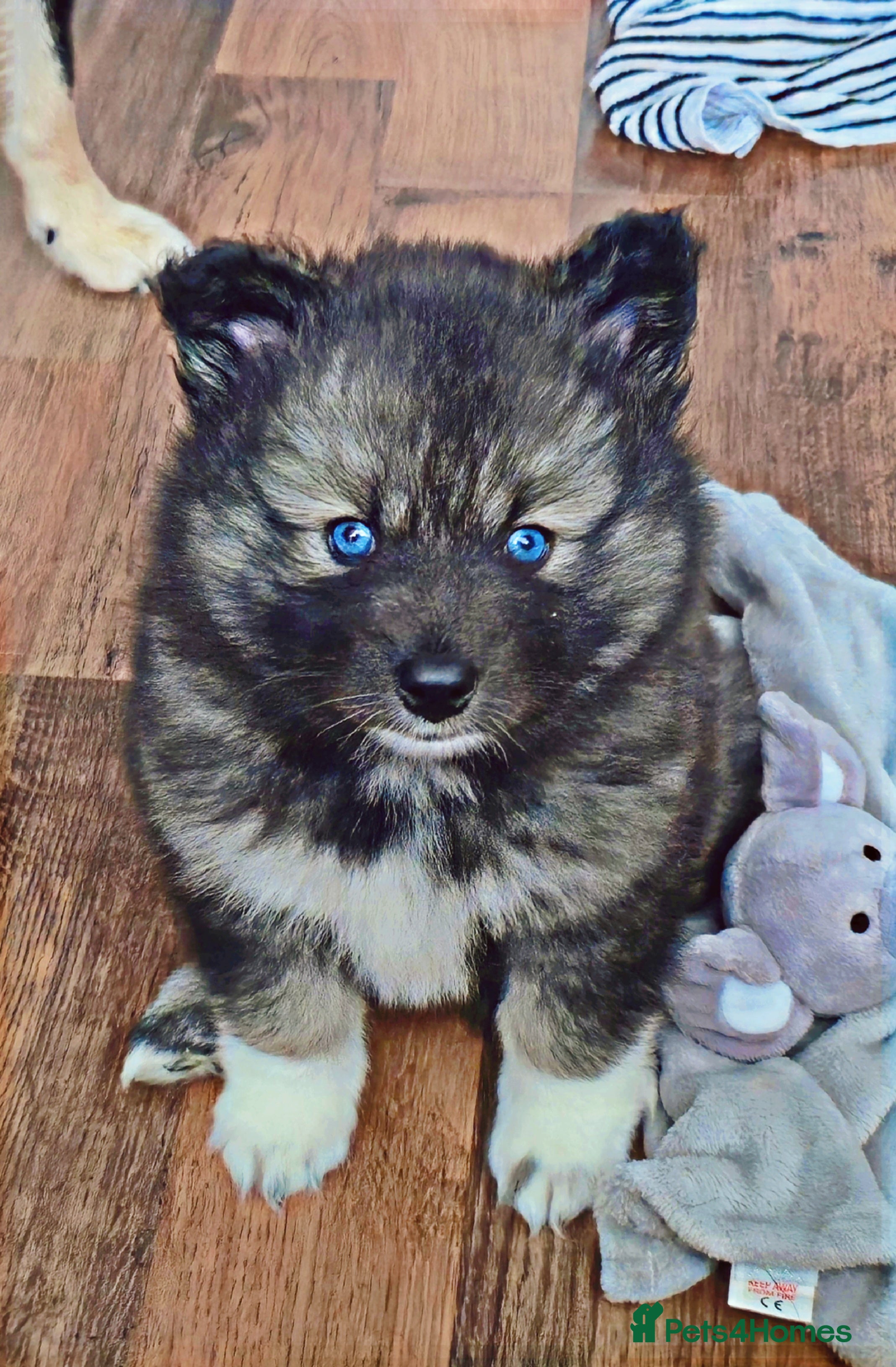 Pomsky dogs Perfect Female pomsky blue eyes - Advert 3