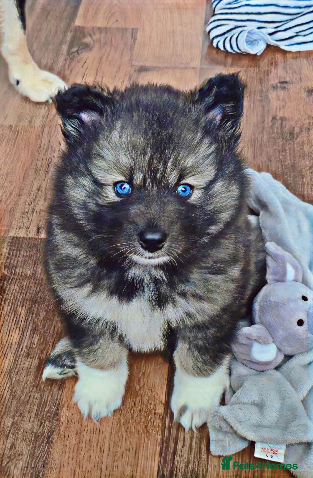 Pomsky dogs for sale: Perfect Female pomsky blue eyes - Advert 1