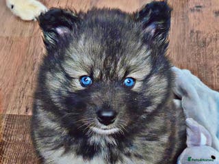Pomsky dogs Perfect Female pomsky blue eyes - Advert 1