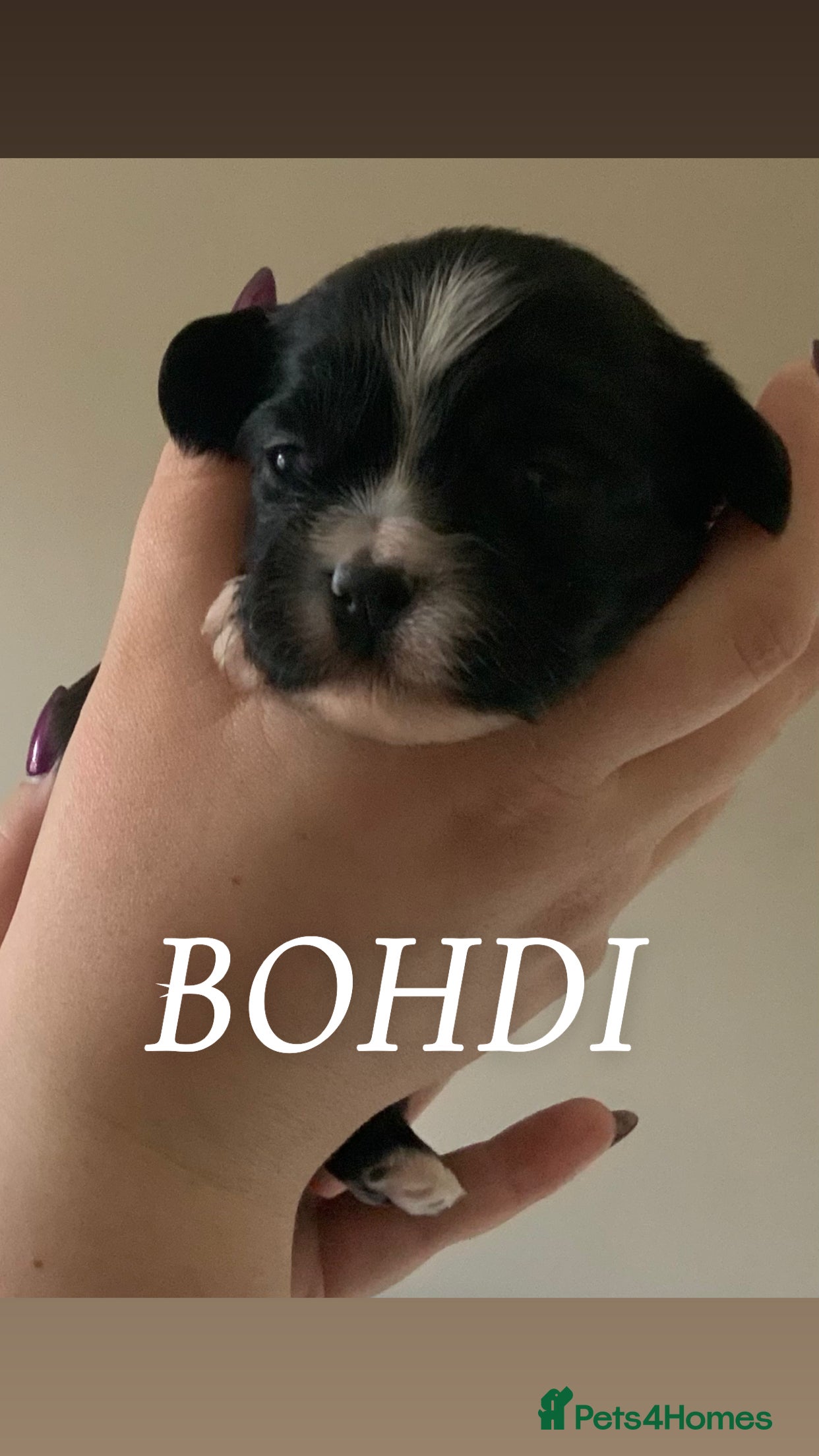 Cava Tzu dogs Gorgeous F1 Cava Ztu puppy’s  - Advert 2