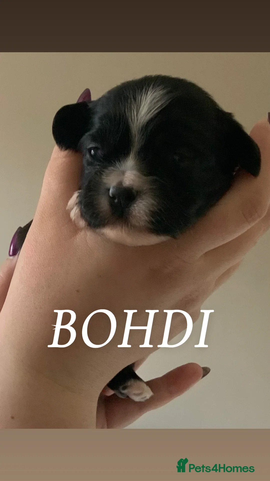 Cava Tzu dogs for sale: Gorgeous F1 Cava Ztu puppy’s  in Chelmsford - Advert 2