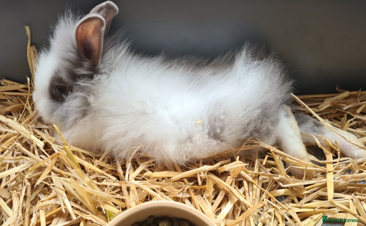 Lionhead rabbits - Advert 15