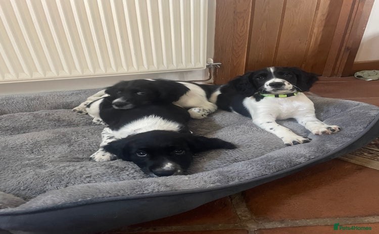 English Springer Spaniel dogs - Advert 1
