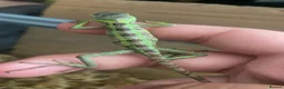 Iguana reptiles for sale: X2 baby iguanas for sale - Advert 2