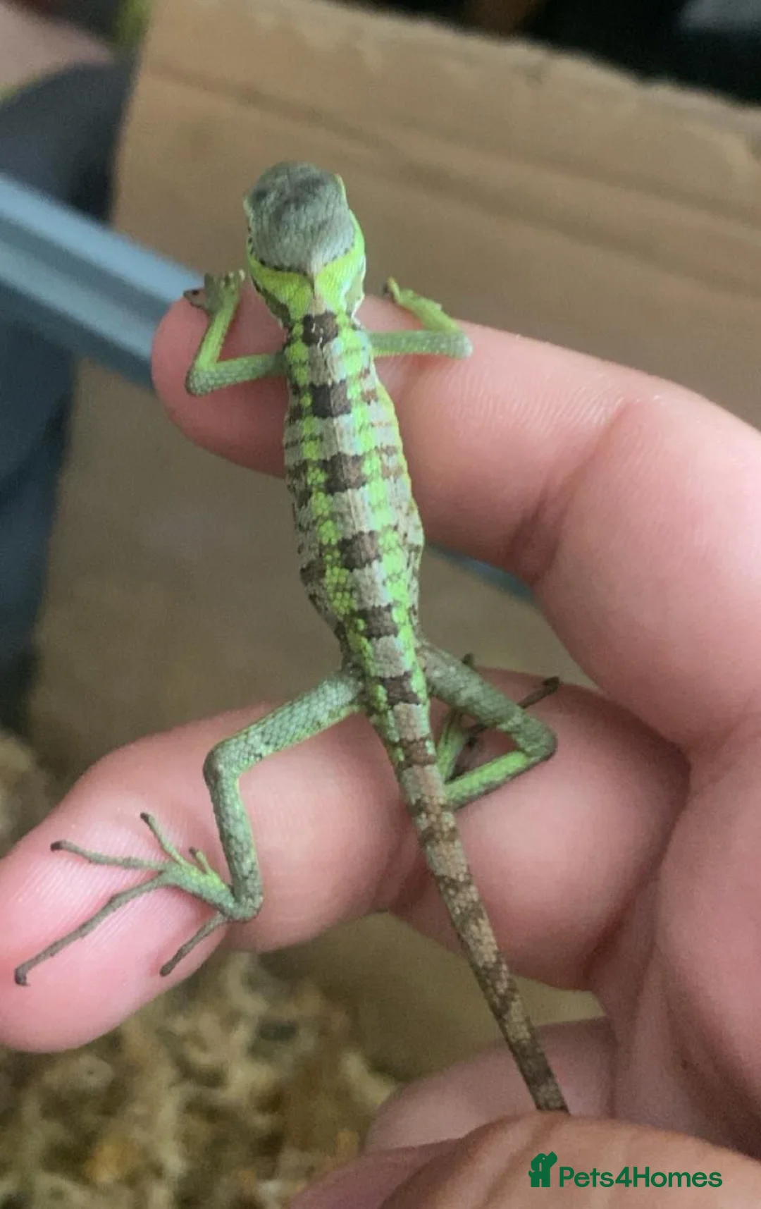 Iguana reptiles for sale: X2 baby iguanas for sale - Advert 2