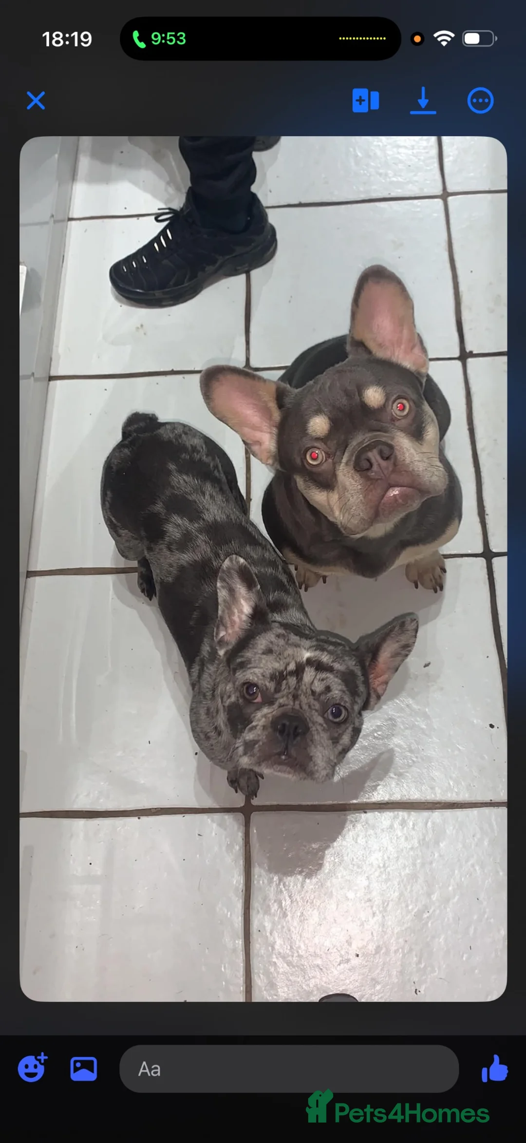 French Bulldog dogs for sale: French Bulldog Puppies in Doncaster - Advert 2