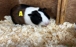 Guinea Pig rodents for sale: Boars and Sows - Image 7