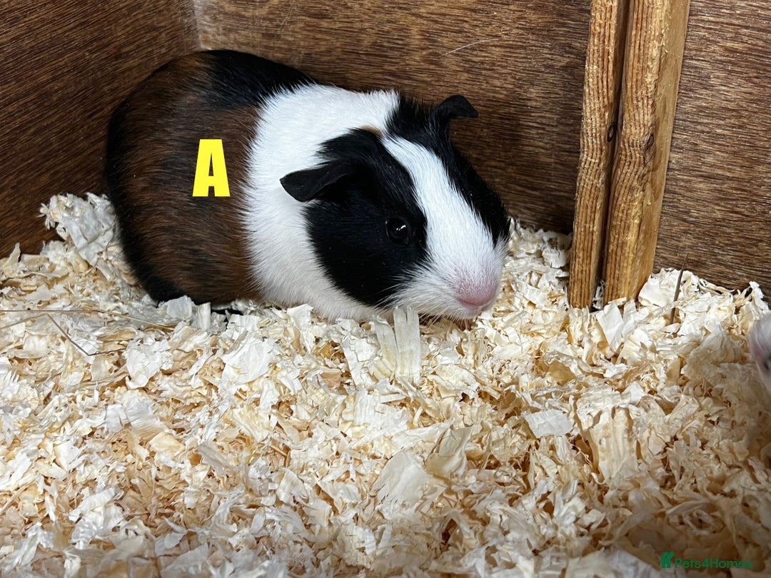 Guinea Pig rodents for sale: Boars and Sows - Image 7
