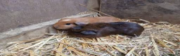 Guinea Pig rodents for sale: Young male guineapigs - Advert 3