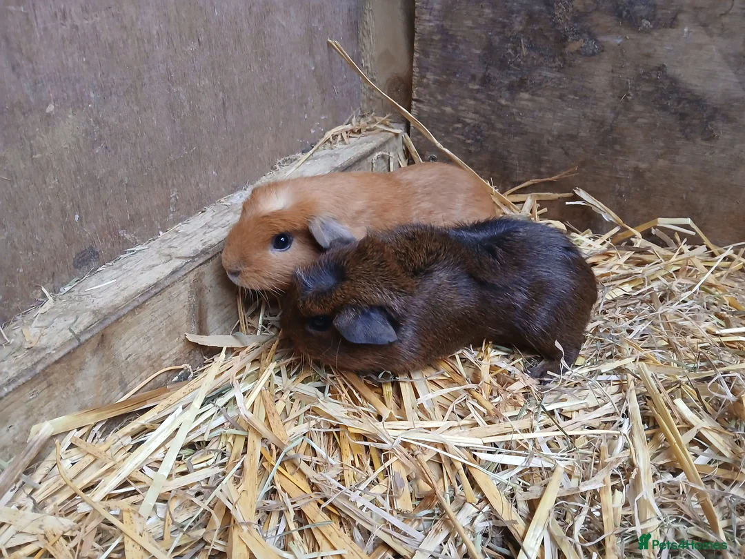 Guinea Pig rodents for sale: Young male guineapigs - Advert 3