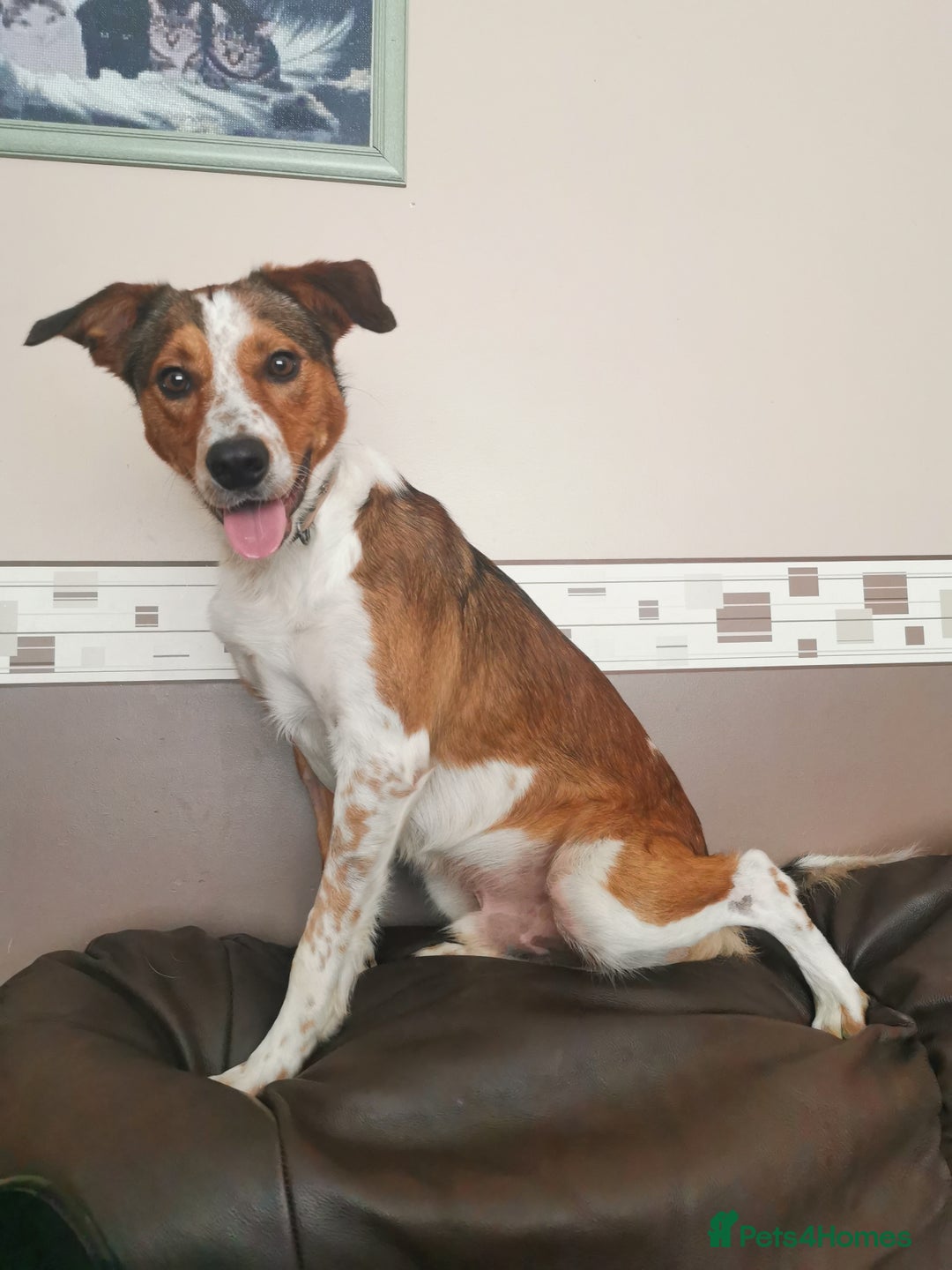Border Collie dogs for sale: Border Collie X - Image 2