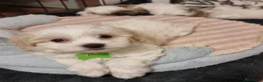 Maltipoo 5