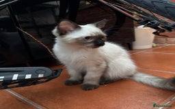 Ragdoll cats for sale: Ragdoll kittens for sale  - Image 35