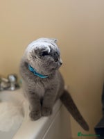 Scottish Fold cats - Advert 12