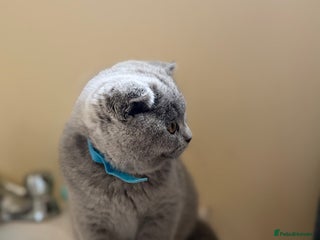 Scottish Fold cats - Advert 11
