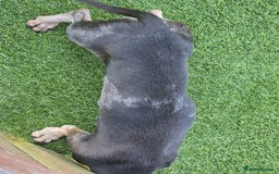 Miniature Dachshund dogs for sale: Blue tan dapple female - Image 7