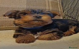 Yorkshire Terrier dogs for sale: Gorgeous puppies❤️❤️🩵🩵 - Advert 14