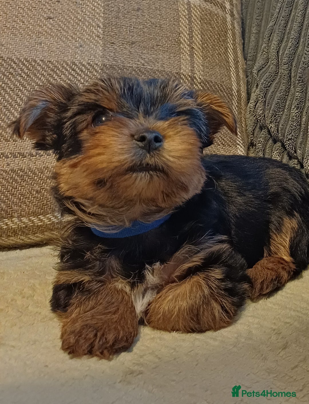 Yorkshire Terrier dogs for sale: Gorgeous puppies❤️❤️🩵🩵 - Advert 14