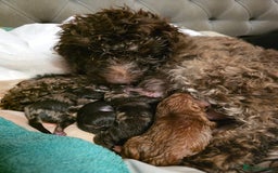 Cockapoo dogs for sale: Cockapoo puppies - Image 40