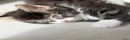 Domestic Shorthair cats for sale: Stunning British Tabby Kittens – Ready April 4th - Advert 11