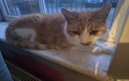 Domestic Shorthair cats for sale: Rehoming - Image 1