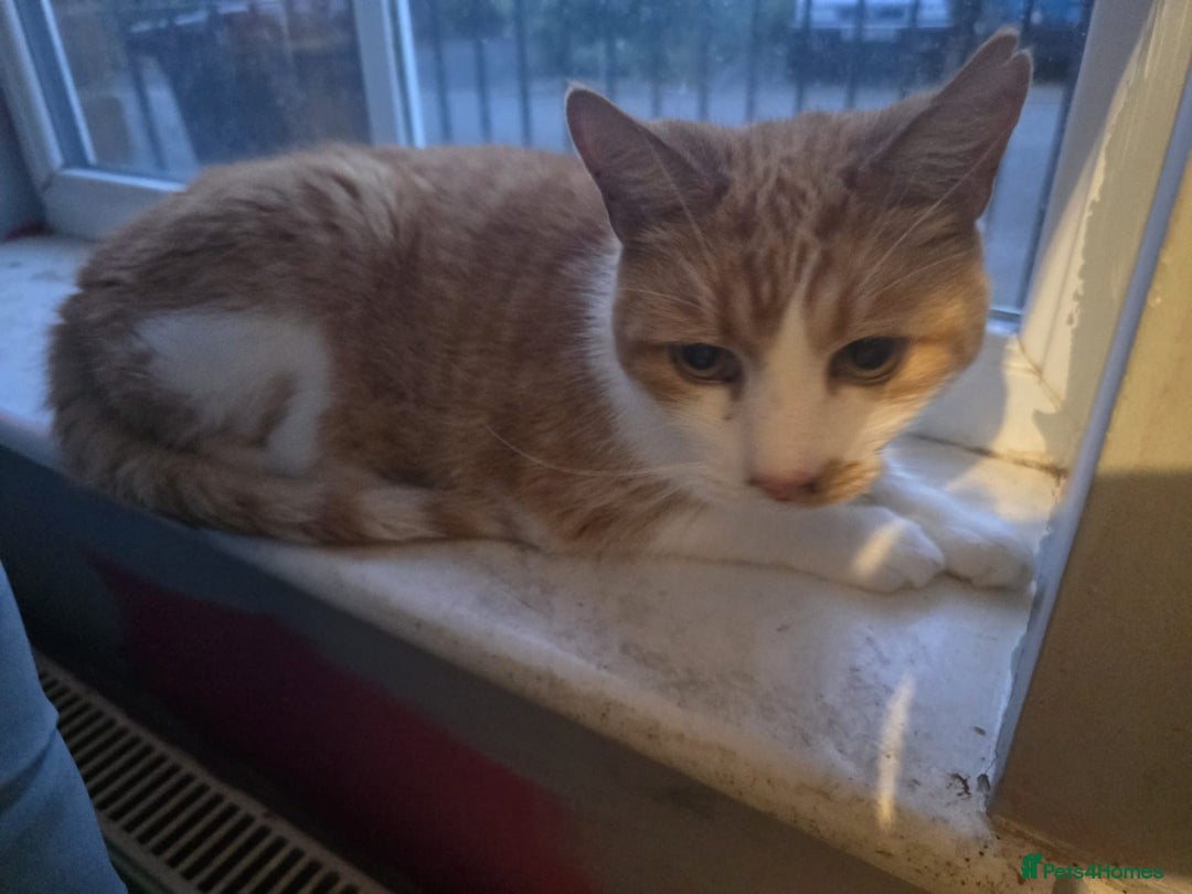 Domestic Shorthair cats for sale: Rehoming - Image 1