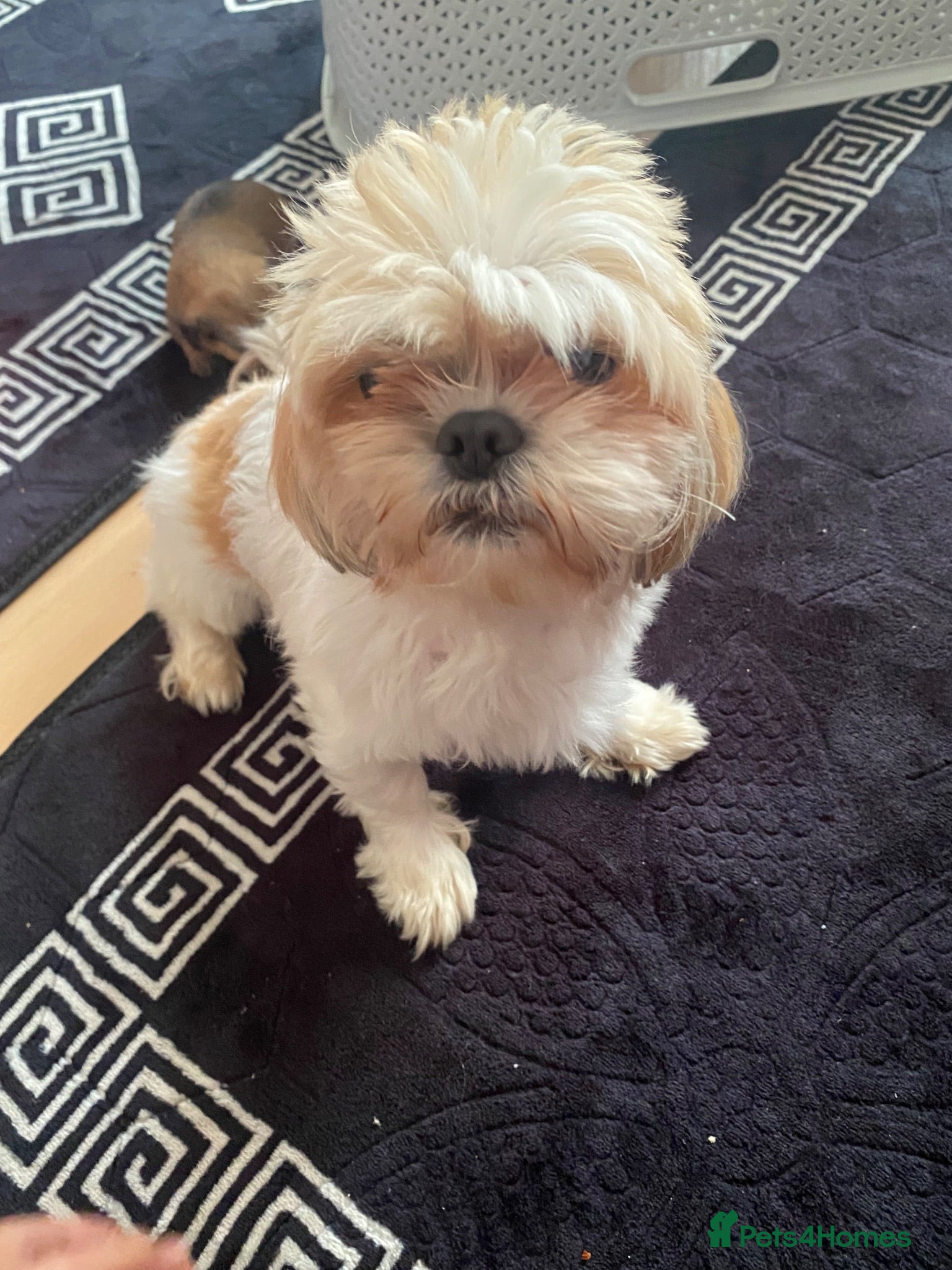 Shorkie dogs Shorkie - Advert 1