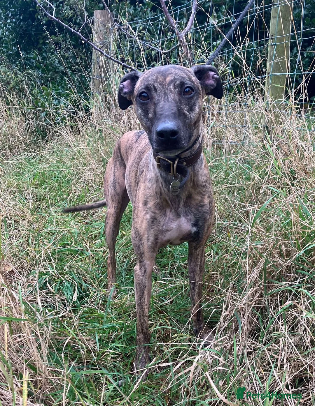 Lurcher dogs for adoption: MAX, little lurcher in rescue in Halifax - Advert 7