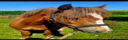 Welsh Section C horses for sale: FULL LOAN/LWVTB  in Widnes - Advert 2