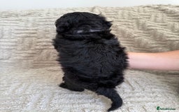 Cockapoo dogs for sale: Stunning F1B Merle Cockapoo Puppies!!!! - Image 32
