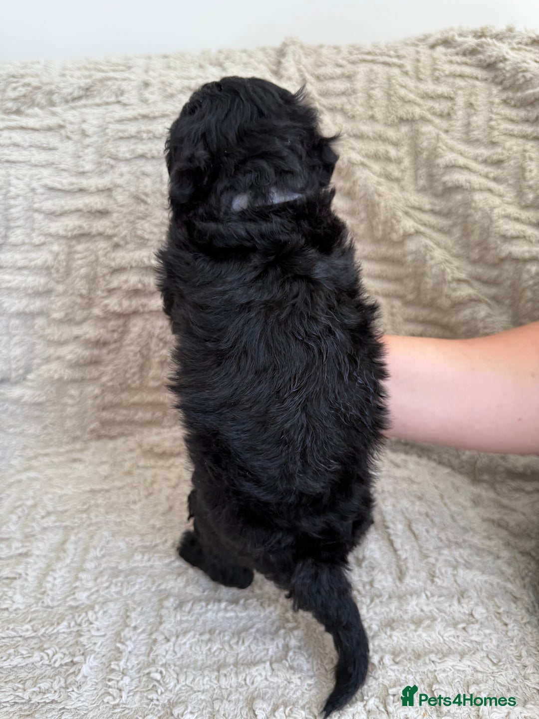 Cockapoo dogs for sale: Stunning F1B Merle Cockapoo Puppies!!!! - Image 32
