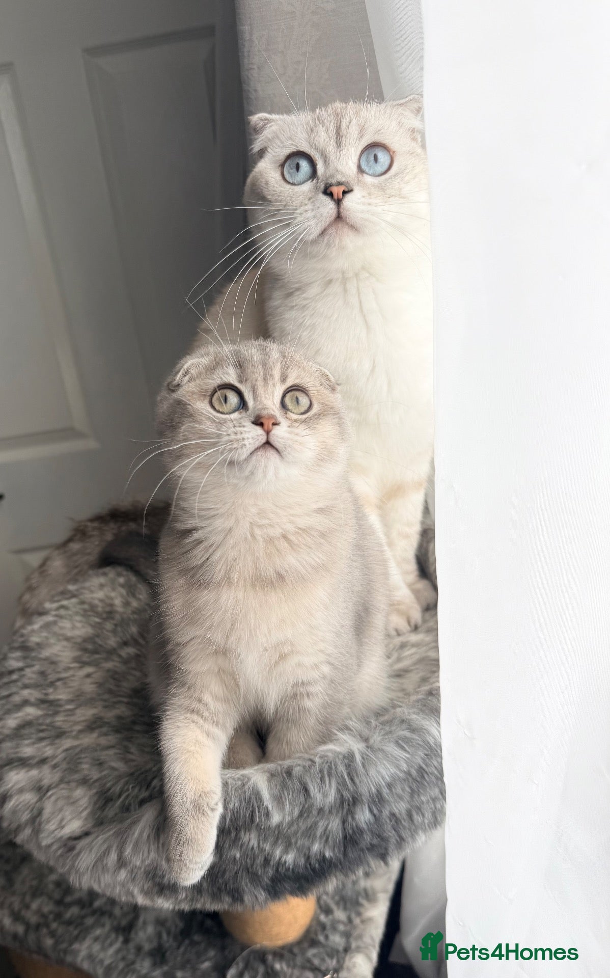 Scottish Fold cats for sale: 😻Last Stunning Scottish fold girl❤️😍😻 - Advert 24