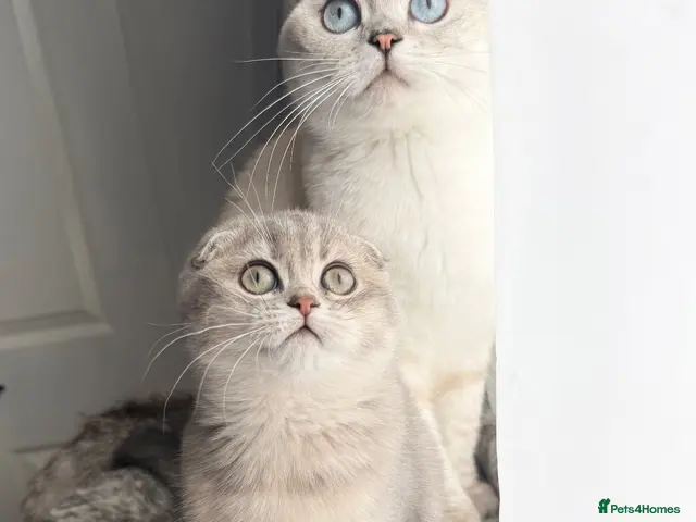 Scottish Fold cats for sale: 😻Last Stunning Scottish fold girl❤️😍😻 - Advert 24