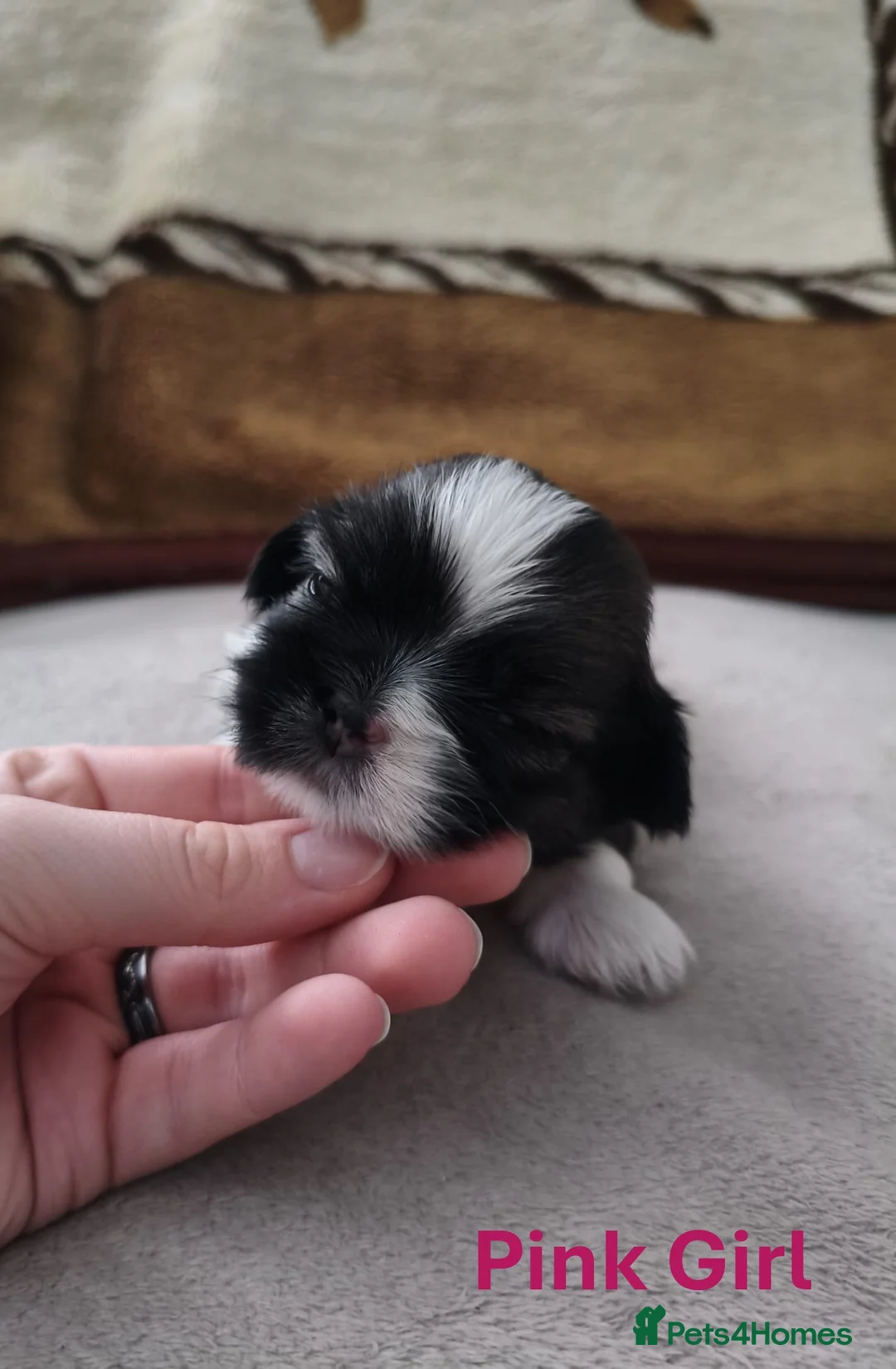 Shih Tzu dogs for sale: Pure Shih Tzu Puppies  - Advert 23