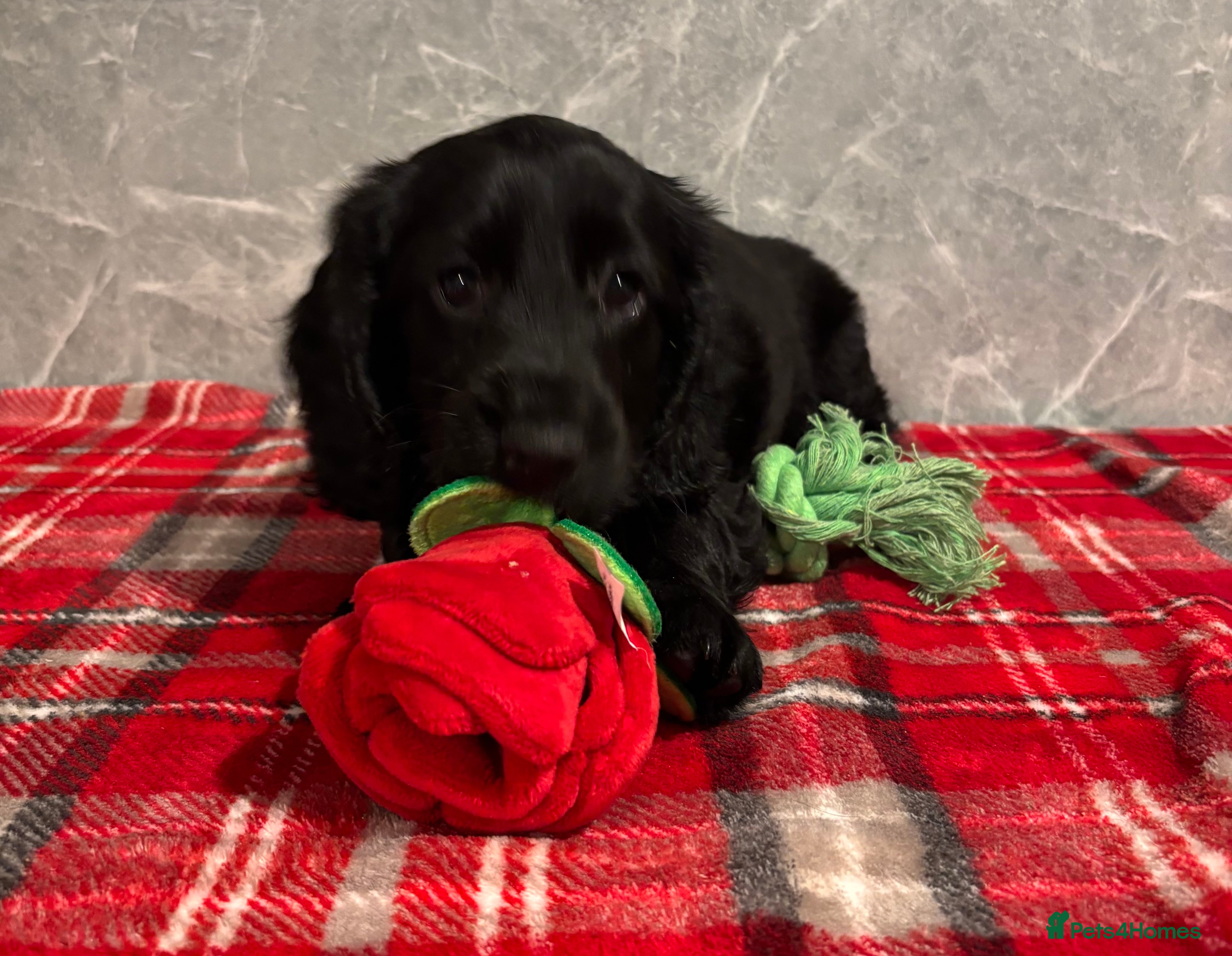 Cockapoo dogs 🐾 Gorgeous COCKAPOO PUPPY 🐾 - Advert 13