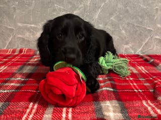 Cockapoo dogs 🐾 Gorgeous COCKAPOO PUPPY 🐾 - Advert 2