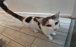 Mixed Breed cats for sale: Adorable Female Cat for Sale - Image 11