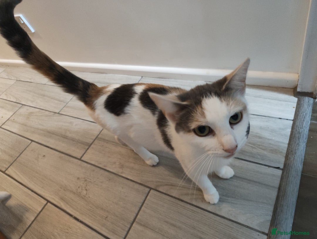 Mixed Breed cats for sale: Adorable Female Cat for Sale - Image 11