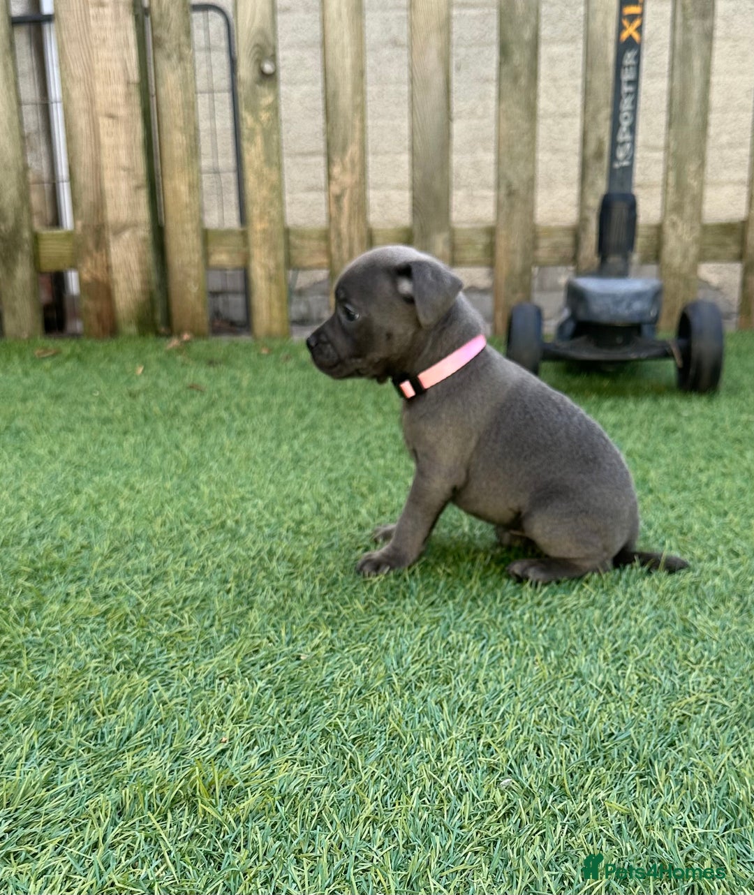 Staffordshire Bull Terrier dogs for sale: Stunning Blue staffy KC Registered Bullscaff Pups - Image 17