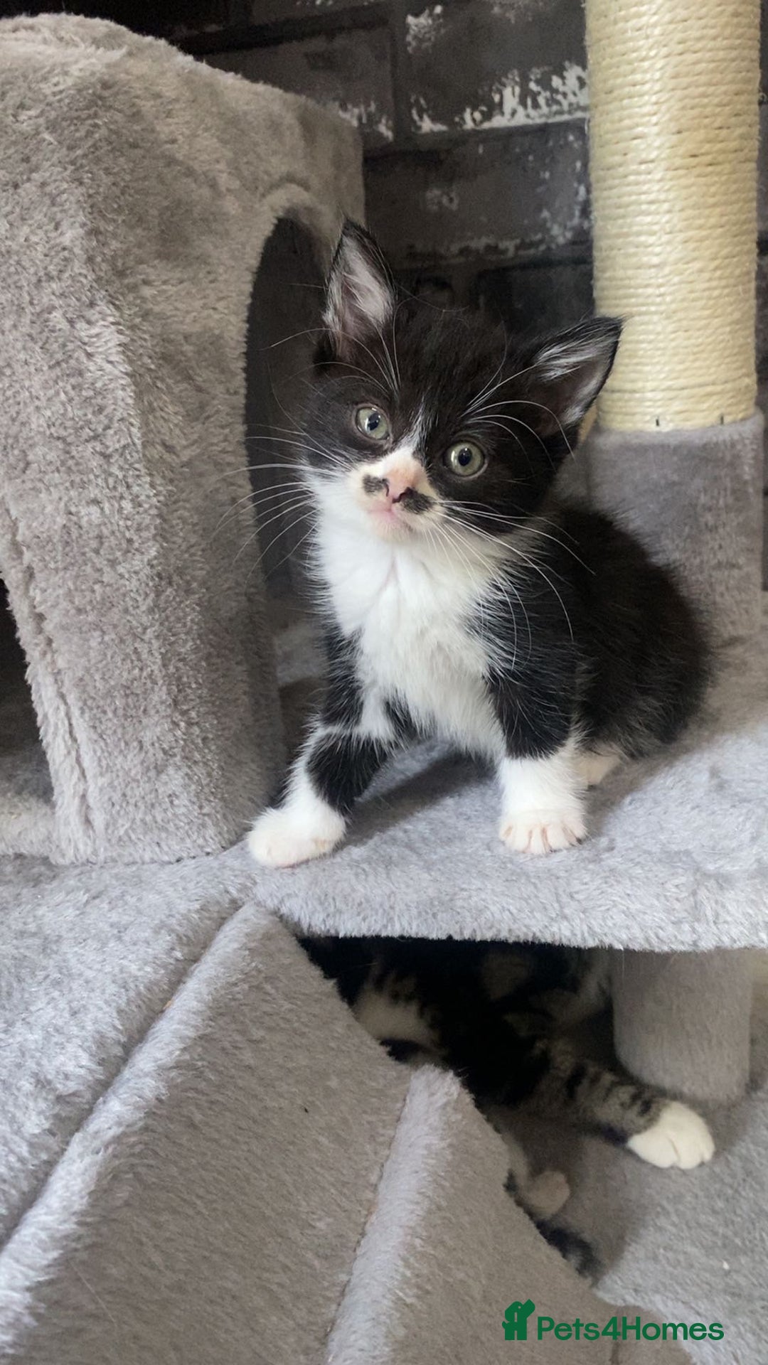 Mixed Breed cats for sale: 7 beautiful 8 week kittens  - Image 5
