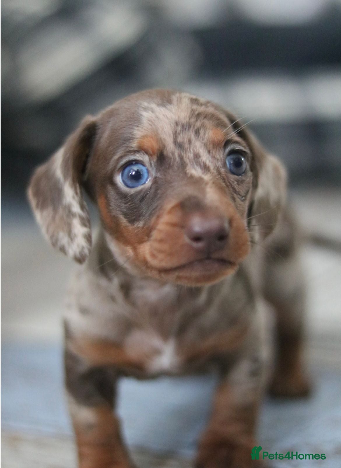 Miniature Dachshund dogs Male miniature Dachshund  - Advert 1