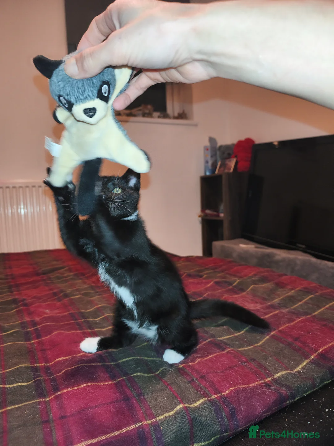 Mixed Breed cats for sale: 1 beautiful tuxedo kitten left - Advert 2