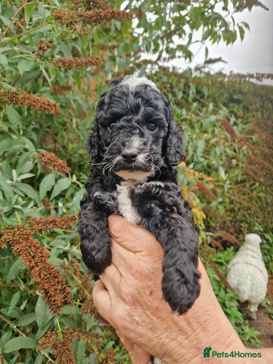 Cockapoo dogs for sale: 5 STAR FULLY DNA HEALTH TESTED F1B COCKAPOOS - Image 20